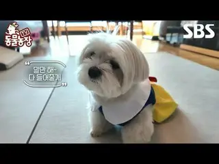 #Shindong Ye #Jeon SoNee（チョン・ソンヒ）_ #Tony An_ #Joy
 #SBSEducational #TVAnimalFarm