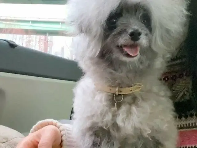 [Công thức g] SNSD (Cô gái thế hệ) _Yuli, sau một thời gian, 11:10 phút "Dog is 