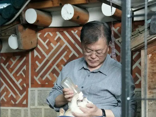 Tổng thống Hàn Quốc Moon Jae-in thông báo trên SNS rằng 7 chú chó con được sinh 