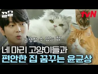 [Công thức tvn] Nhà quản gia mèo được tái sinh thành không gian trong mơ của Yun