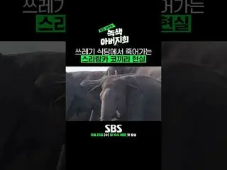 SBS "Người Chồng Nhà Bên - Hội Cha Xanh" ☞ Phát sóng lần đầu vào ngày 25 tháng 1