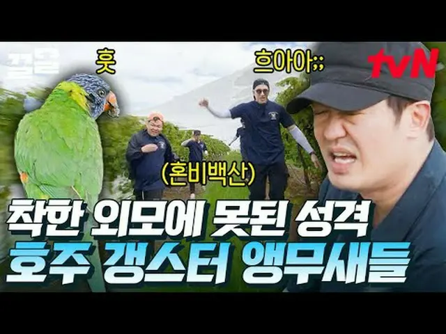 Trực tiếp trên truyền hình: #tvN #Anh chàng làng Busan của Sydney #Sạch sẽ Nhắc 