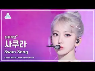 [#ChoiAeJikCam] LE SSERAFIM_ _ SAKURA (LE SSERAFIM_ Sakura) - Bài hát thiên nga 