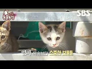 #Shindong Ye #Jeon SoNee（チョン・ソンヒ）_ #Tony An_ #Niềm vui #Cat #Motherhood
 #TVAnim