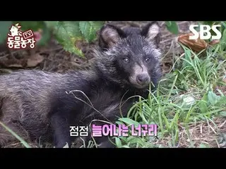 #Shindong Ye #Jeon SoNee（チョン・ソンヒ）_ #Tony An_ #Joy #Raccoon
 #TVAnimalFarm #Anima