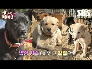 #Shin Dongye#Jeon Soni#Antony#Joy
 #TVAnimalFarm #AnimalFarm #Xemtrước

 SBS 'Tr