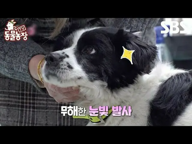 #Shin Dongye#Jeon Soni#Antony#Joy#Mèo#Cô bé Lọ Lem #TVAnimalFarm #AnimalFarm #Xe