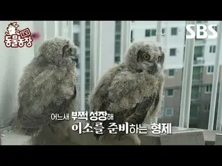 #Shin Dongye#Jeon Soni#Anthony#Joy#Cú đại bàng#Lee So
 #TVAnimalFarm #AnimalFarm