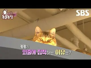 #Shin Dongye#Jeon Soni#Antony#Joy #Cat #DogCat
 #TVAnimalFarm #AnimalFarm #Xemtr