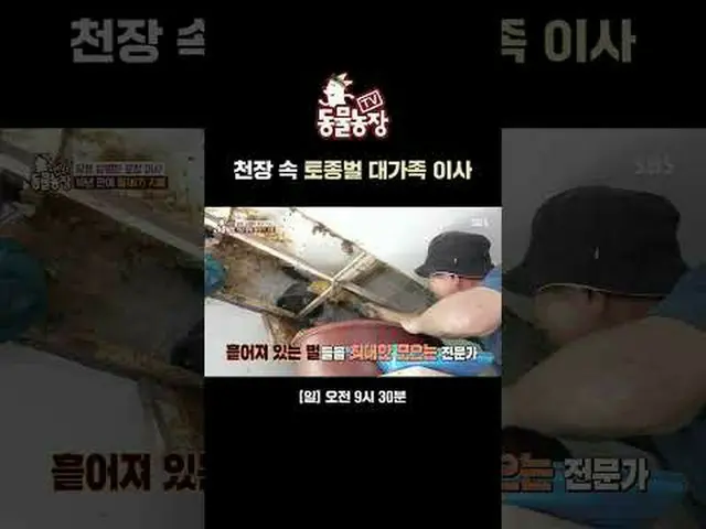 Các gia đình ong bản địa di chuyển lên trần nhà #Shin Dongye #Jeon Suni #Antony 