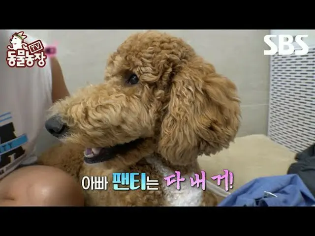 #Shindong Ye #Jeon SoNee（チョン・ソンヒ）_ #Tony An_ #Joy #SBSEducational #TVAnimalFarm 