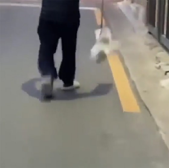 Một người đàn ông ở độ tuổi 80 bị nghi ngờ bị lạm dụng, chẳng hạn như đu con chó con nối với dây dắt trên đường phố, đã bị khởi tố = Tin tức Hàn Quốc