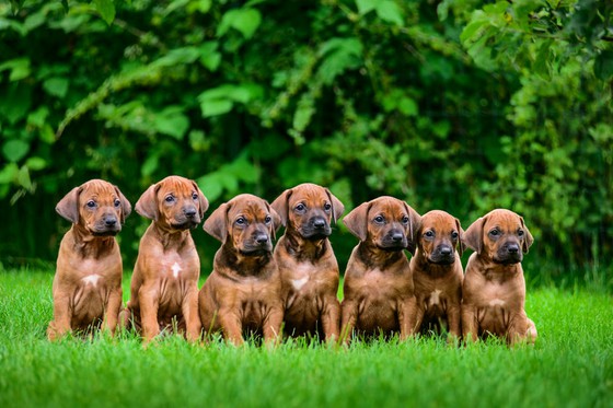 "Nhỏ nhưng dũng cảm" ... Kỷ niệm chương cho những chú chó Ukraine tìm thấy hàng trăm quả mìn