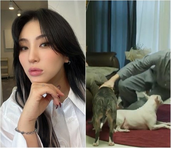"Xuất hiện trong" Same Floor Different Dreams "" Con chó cưng của GIANT PINK, nạn nhân bị một con chó con cắn và giết tại một điểm đến đi bộ "Tôi cũng điều hành một phòng ăn với vật nuôi ..."