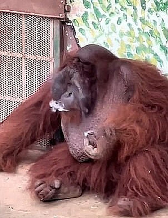 Đười ươi được vườn thú Việt Nam lai tạo "hút hàng", học bằng cách xem hành vi của du khách = Tin tức Hàn Quốc