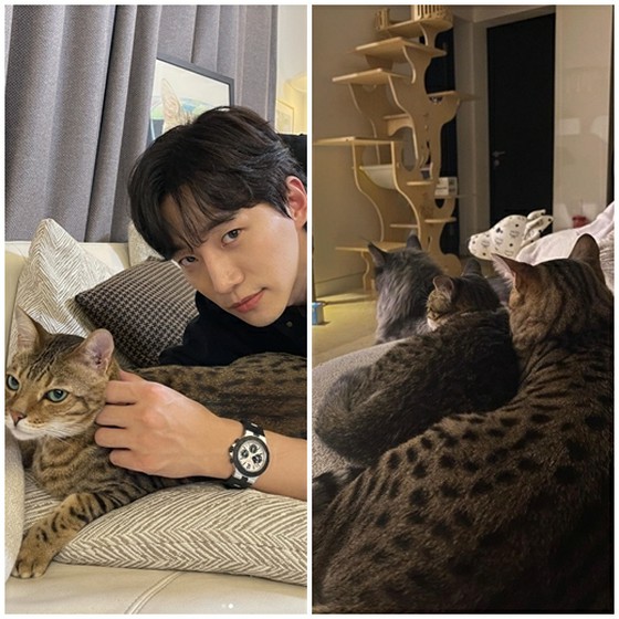 Những con mèo mà các ngôi sao bị ám ảnh! Từ JUNHO (2PM), Hee-chul (SUPER JUNIOR) đến Park Sin Hye ... Tổng hợp những người yêu mèo đại diện cho giới giải trí