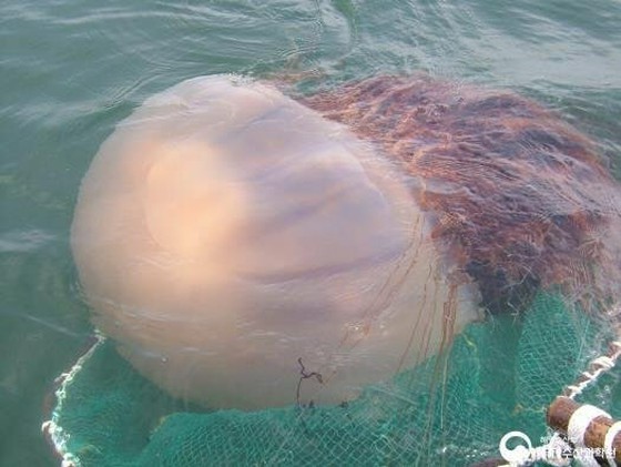 Con sứa lớn 3m ám ảnh bãi biển ... 39 người bị đốt = Busan, Hàn Quốc
