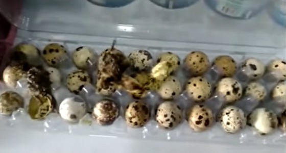 `` Trứng chim cút '' nở ở siêu thị Brazil ... Video là Chủ đề nóng = Báo cáo của Hàn Quốc