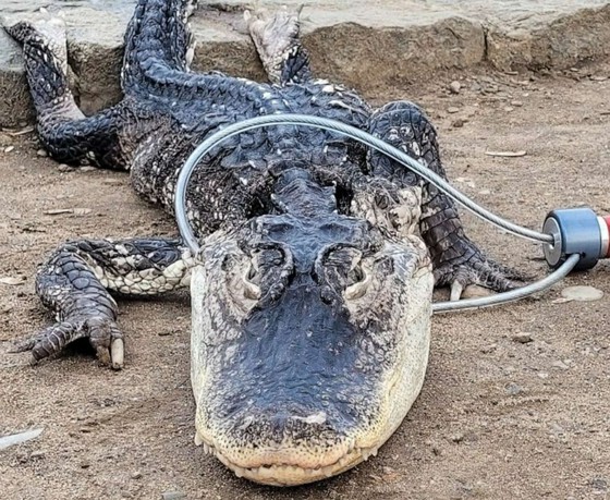 'Cá sấu' được tìm thấy ở công viên New York... được cho là đã bị bỏ rơi = Báo cáo của Hàn Quốc