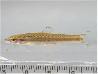 Phát hiện cá bản địa Hàn Quốc tại suối Cheonggyecheon được phục hồi, chất lượng nước được cải thiện trong 20 năm (Hàn Quốc)