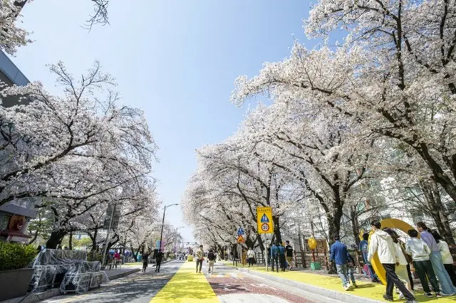 開花の遅れで「桜まつり」が延長＝韓国・安東市