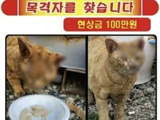 ``Đốt con mèo hoang và cắt tai nó...'' Phần thưởng 1 triệu won cho việc tố cáo hành vi ngược đãi = Hàn Quốc