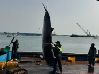 Một con "cá voi minke" dài 4,1m bị mắc vào lưới cố định ngoài khơi bờ biển Pohang Humi-guk...Bán theo lô hàng với giá 55 triệu won = Hàn Quốc