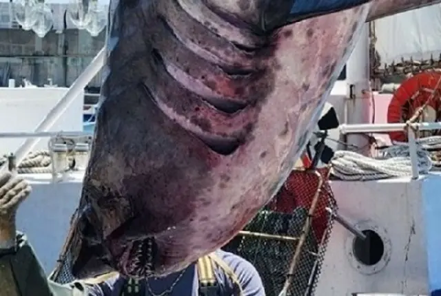 釜山に人食いザメが出没…避暑客に安全注意報＝韓国