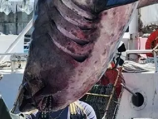 Cá mập ăn thịt người xuất hiện ở Busan... Cảnh báo an toàn cho du khách mùa hè = Hàn Quốc