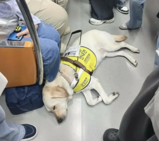 満員の地下鉄の車内でぐっすり眠っている盲導犬。乗客らは盲導犬を起こさないために場所を空けた(写真＝SNSから)