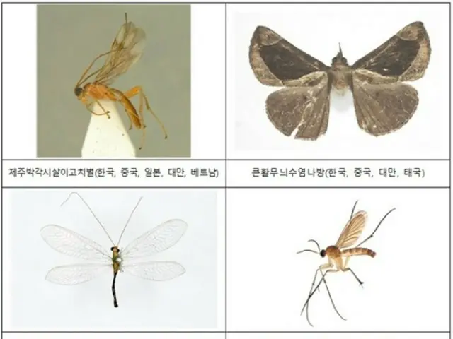 韓国国内で発見された新種・未記録種の昆虫、亜熱帯性の割合が増加＝韓国