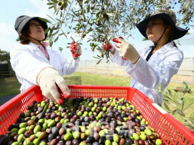 Sẽ có ngày cây táo biến mất khỏi Bán đảo Triều Tiên... Chúng ta sẽ ăn loại trái cây nào trong tương lai? - Báo cáo của Hàn Quốc