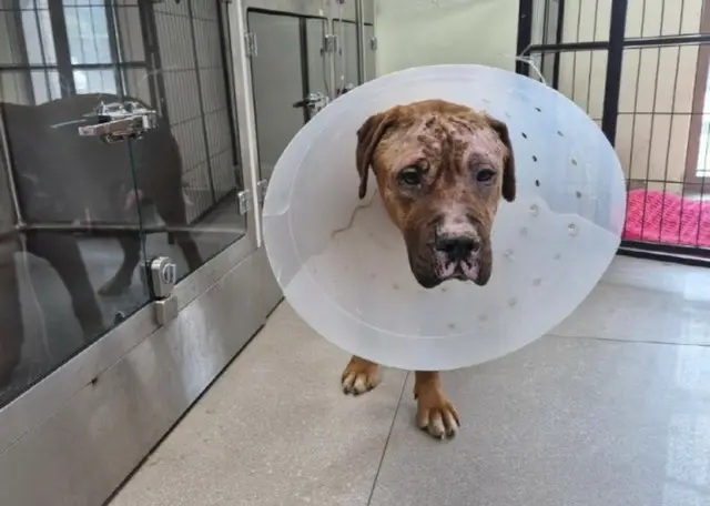 山火事で犬700匹が「即死」…「生き残った7匹、家族を探してアメリカへ」＝韓国