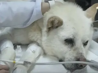 Chú chó bị 70 viên đạn găm trong người: "Thật kỳ diệu khi nó còn sống" - Hàn Quốc