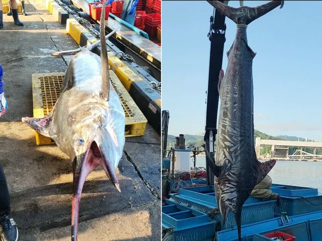 Cá kiếm khổng lồ hiếm gặp được bắt ở Biển Đông - Báo Hàn Quốc