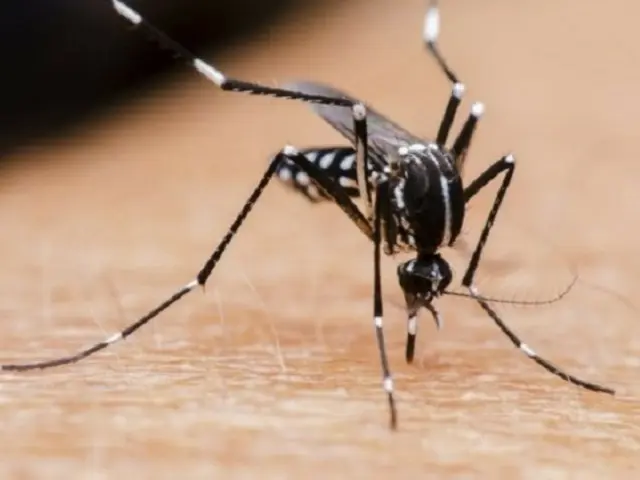 「猛暑で蚊も死んだ」…個体数が半減、喜ばしいことではないが=韓国